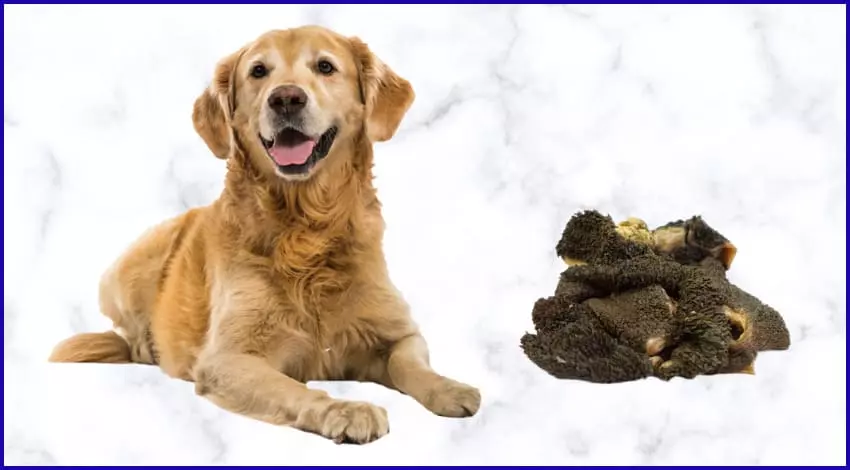 Говяжий рубец: польза для собак