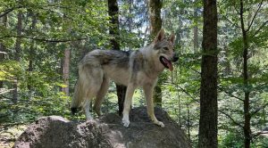 Собаки похожие на волка