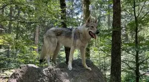 Собаки похожие на волка