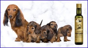 Зачем рыбий жир собакам