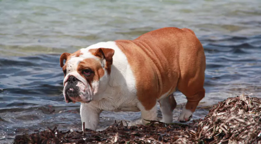 Окрасы английских бульдогов