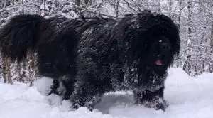 Окрасы тибетского мастифа