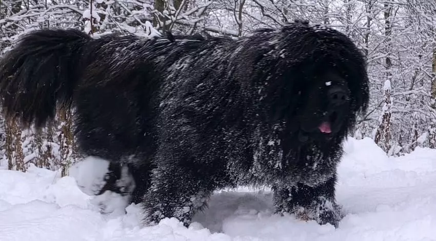 Окрасы тибетского мастифа