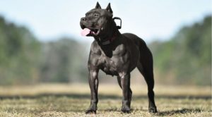 Американский питбультерьер