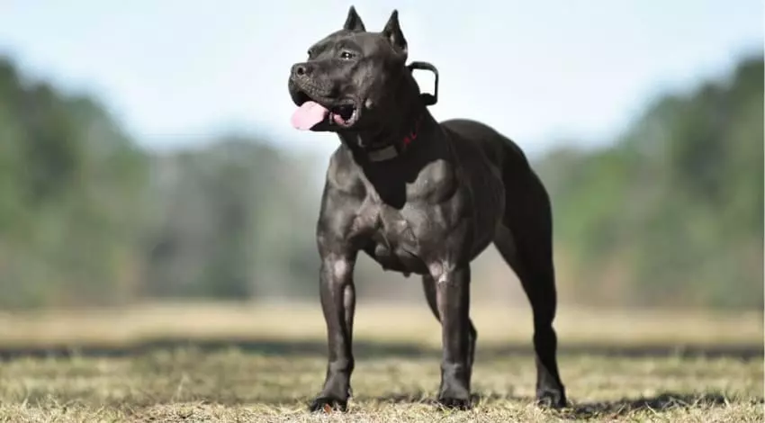 Американский питбультерьер