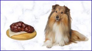 Говяжьи почки в рационе собак