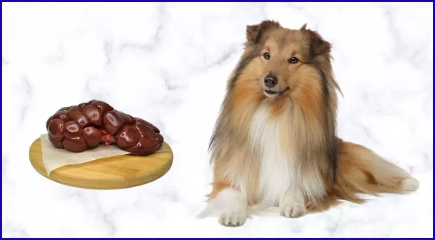 Говяжьи почки в рационе собак