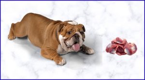 Куриные желудки в рационе собаки