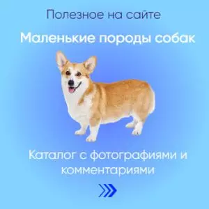 Каталог маленьких пород собак