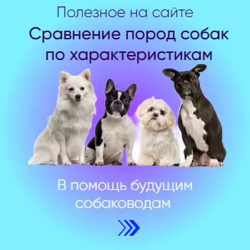 Сервис сравнения пород собак по характеристикам