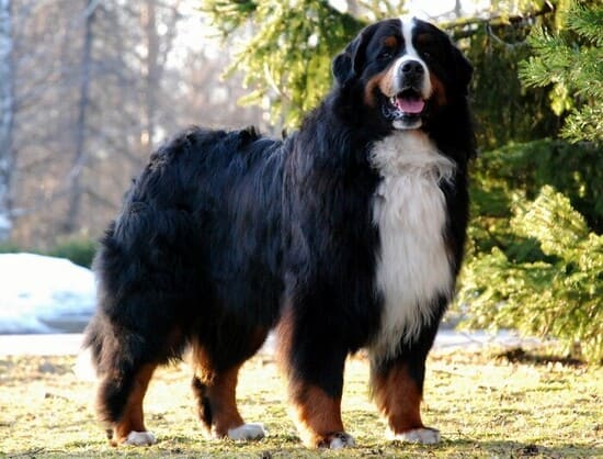 Бернский зенненхунд