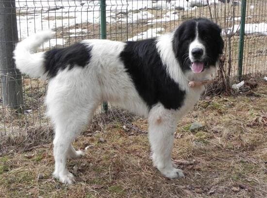 Буковинская овчарка