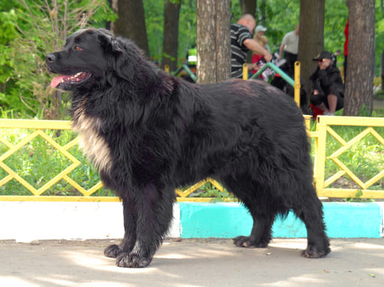 Бурят-монгольский волкодав