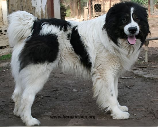 Каракачанская собака