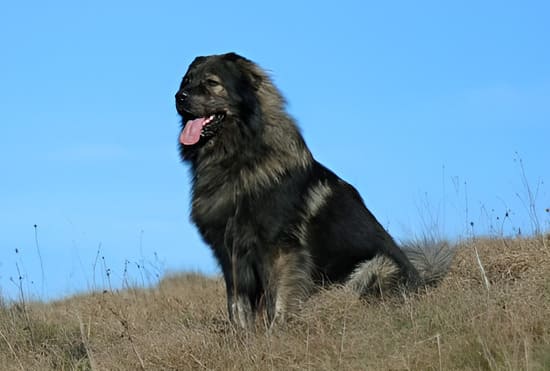 Крашская овчарка