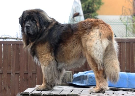 Леонбергер