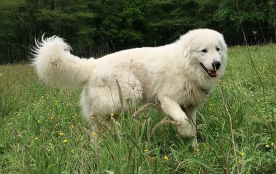 Маремма-абруццкая овчарка