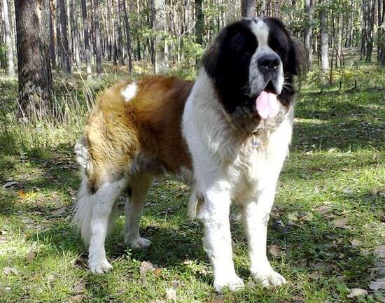 Московская сторожевая