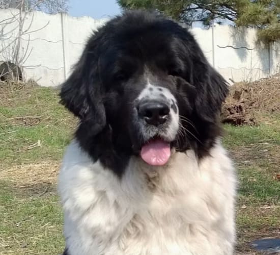 Ньюфаундленд черно-белый