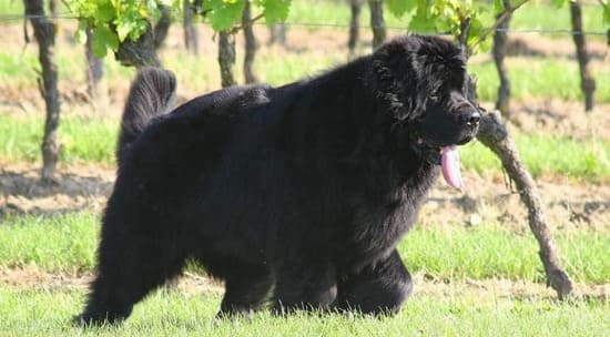 Ньюфаундленд черный