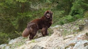 Ньюфаундленд коричневый