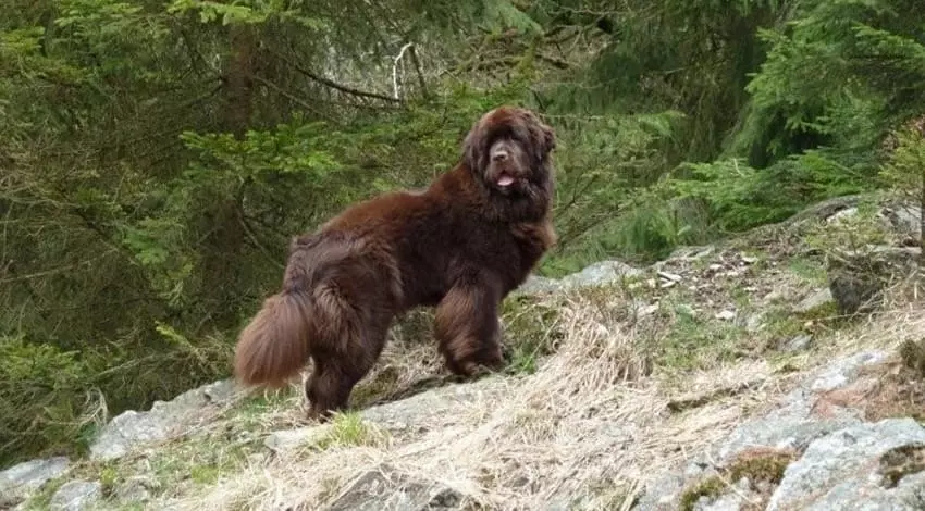 Ньюфаундленд коричневый