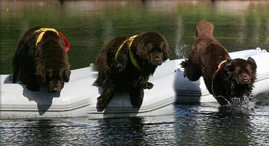 Ньюфаундленды коричневые