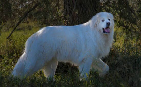 Пиренейская горная собака