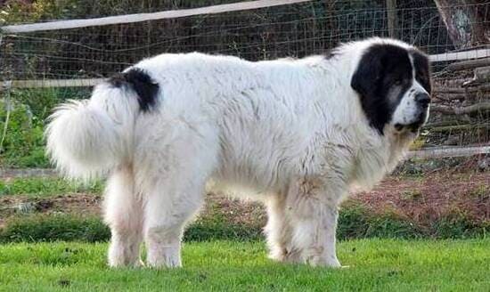 Пиренейский мастиф