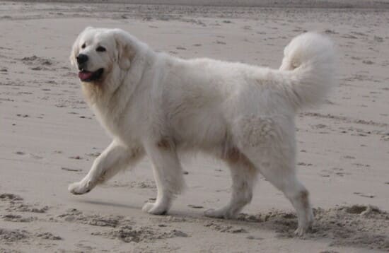 Польская подгалянская овчарка)