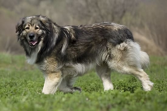 Румынская карпатская овчарка