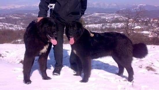 Румынские вороные овчарки