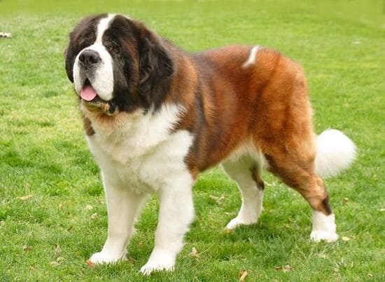 Сенбернар рыже-белый