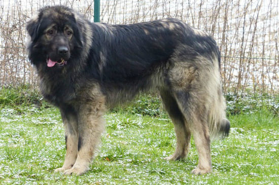 Шарпланинак