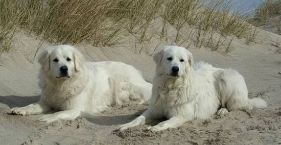 Породы собак, похожие на ньюфаундленда