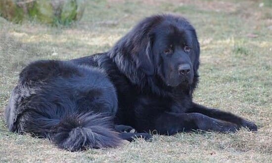 Тибетский мастиф