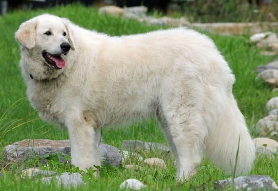 Венгерский кувас